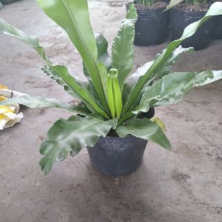 Cây Tổ Phụng