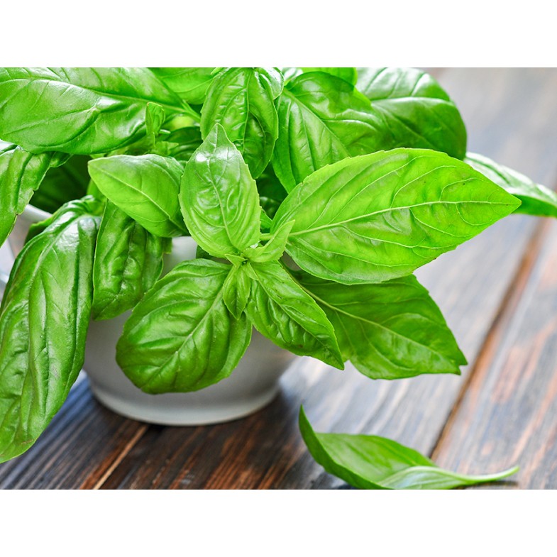 Hạt Giống Húng Tây Basil Ý/ Húng Thơm Kèm Qùa Tặng Và Hướng dẫn