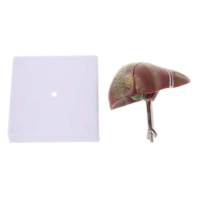 Mô Hình Giảng Dạy Y Tế Con Người