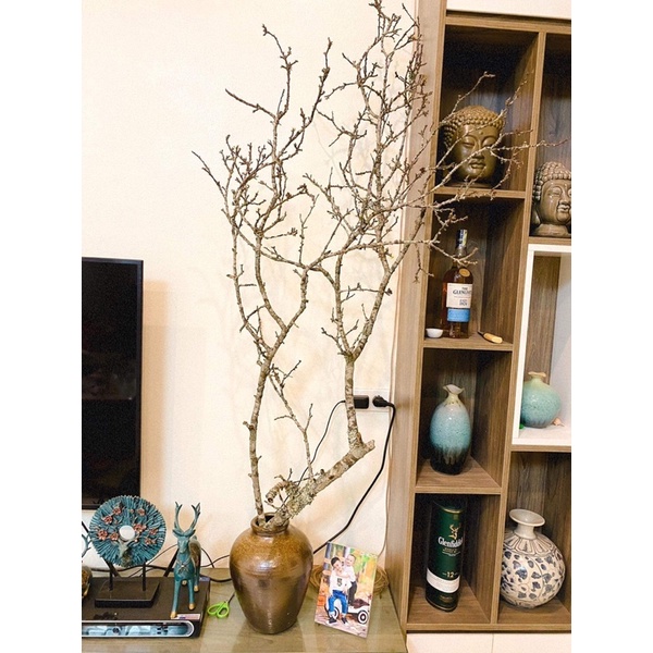 Bình gốm dáng chum to