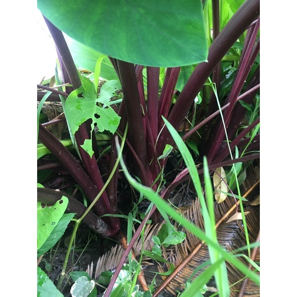 Cây khoai môn giống 5 cây