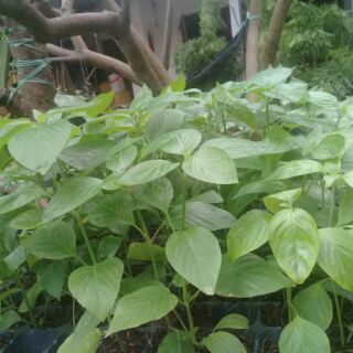 Combo 50 cây cẩm đỏ nấu xôi chè