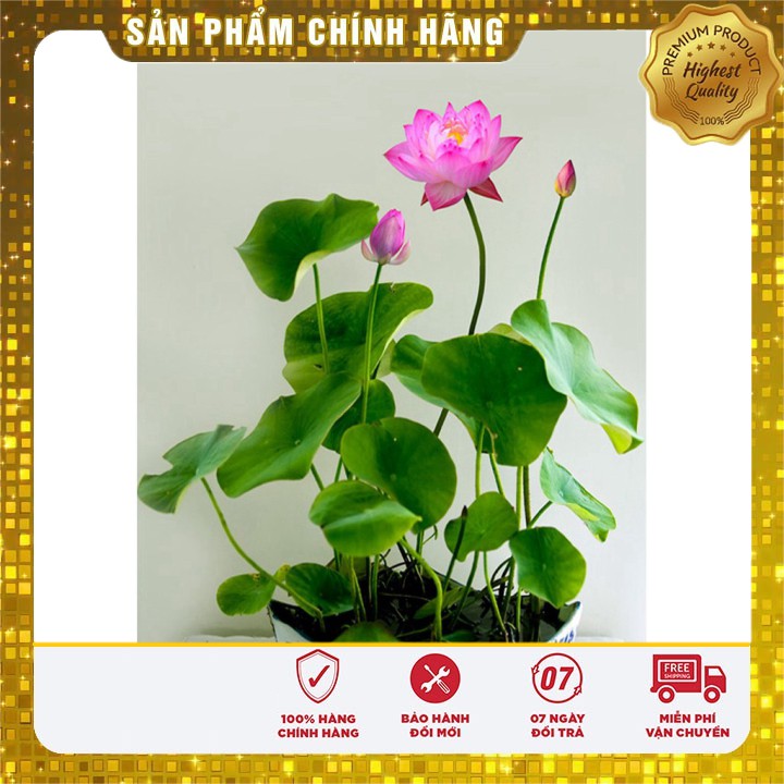 SET 05 hạt sen mini nhật ĐẸP đủ màu LUCKY SEEDS