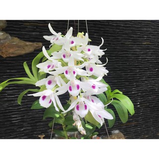 Phi điệp 5ct phú thọ hàng  kie năm 2