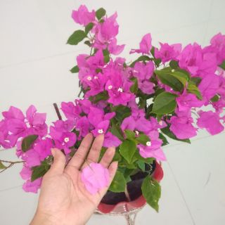 Giấy màu sát pháo