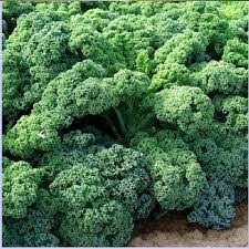 [GIÁ GỐC] Hạt Giống Rau Kale (cải xoăn xanh)