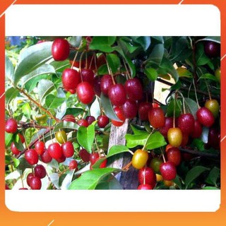 [BÁN CHẠY] CÂY GIỐNG NHÓT NGỌT SIÊU QUẢ SIÊU NĂNG SUẤT- CAM KÊT GIỐNG CHUẨN F1