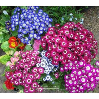 Hạt Giống Hoa Cúc Lọ Lem - 50 hạt