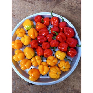 20 hạt giống ớt mỹ habanero siêu cay
