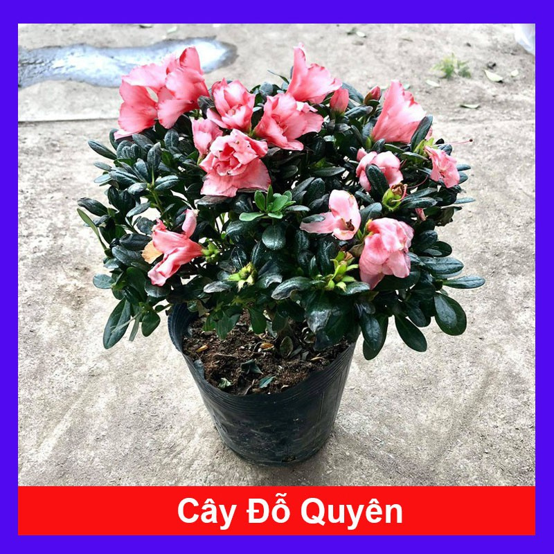 caykiengsadec - Cây hoa đỗ quyên ( qua tết nên không hoa) - Cây cảnh để bàn + tặng phân bón cho cây