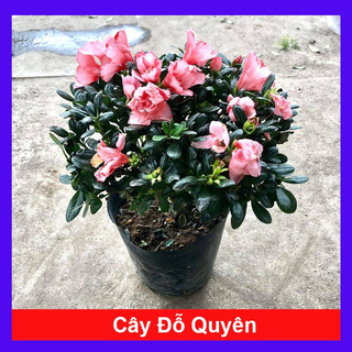 caykiengsadec - Cây hoa đỗ quyên ( qua tết nên không hoa) - Cây cảnh để bàn