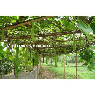 Hạt giống Bầu sao quả dài