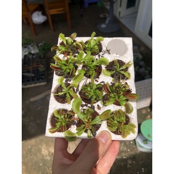 Combo 5-12 Cây bẫy kẹp