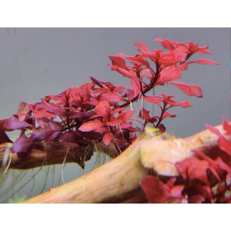 Cây thủy sinh Tân Đế Tài Hồng trồng nền - dán bonsai - dán đá lũa
