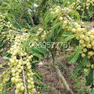 Cây me rừng việt nam