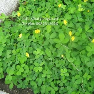 Hạt giống cây Lạc dại 50g