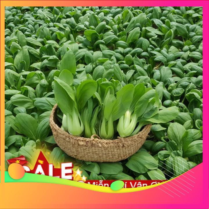 Hạt Giống Cải Chít - 100 Hạt  VIETGAR