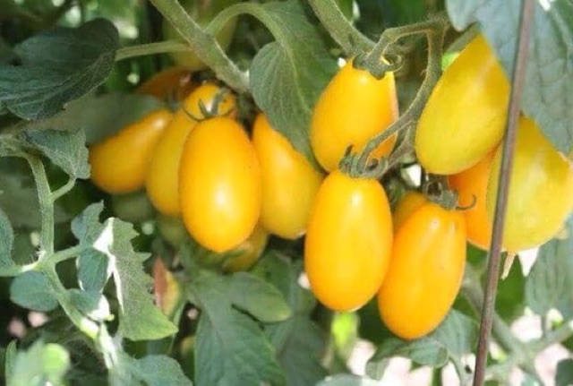 Hạt giống cà chua cherry anh đào Vàng Nhập Khẩu