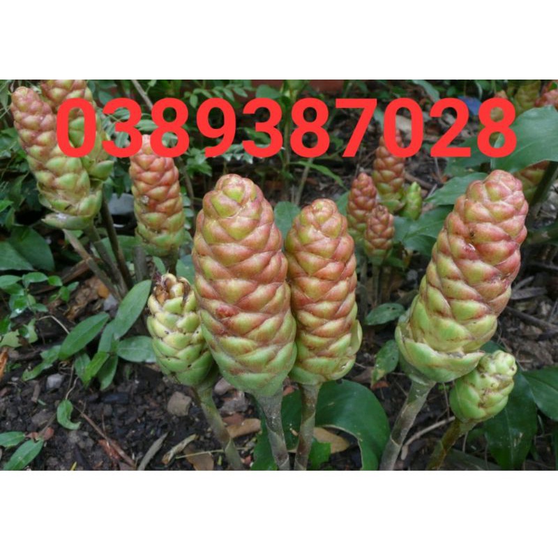 Củ ngải xanh,500g