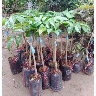 CÂY GIỐNG BÒN BON