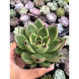 Sen đá ếch lửa size bầu 5cm hư 1 đổi 1