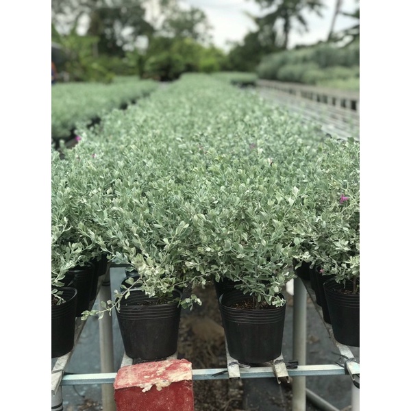 Cây hoa tuyết sơn phi hồ