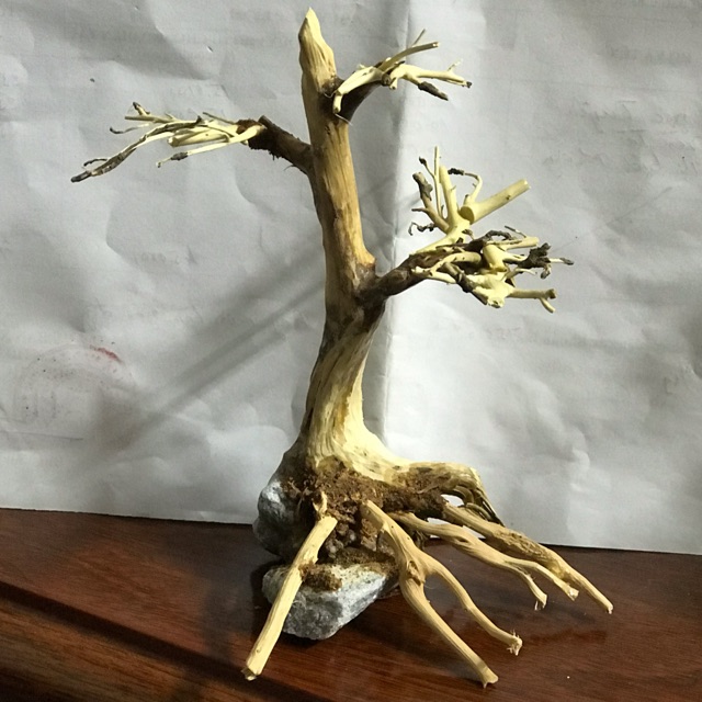 Lũa Bonsai Thuỷ Sinh 15x10