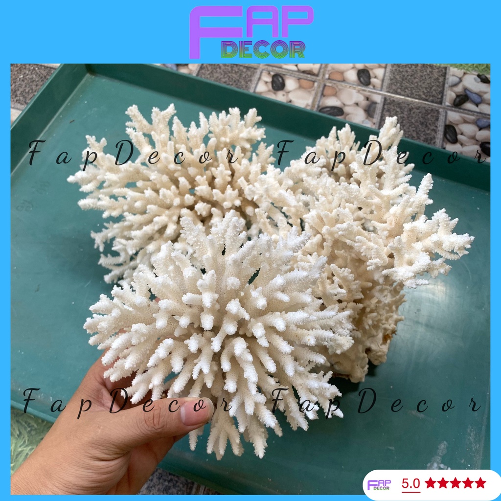 SAN HÔ BÔNG RẠN PHONG THỦY LOẠI LỚN ĐẸP TRANG TRÍ BỂ CÁ THỦY SINH DECOR NHÀ - FAPDECOR