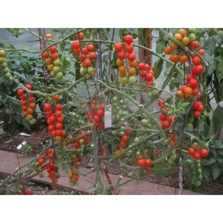 30 hạt giống cà chua chuỗi ngọc