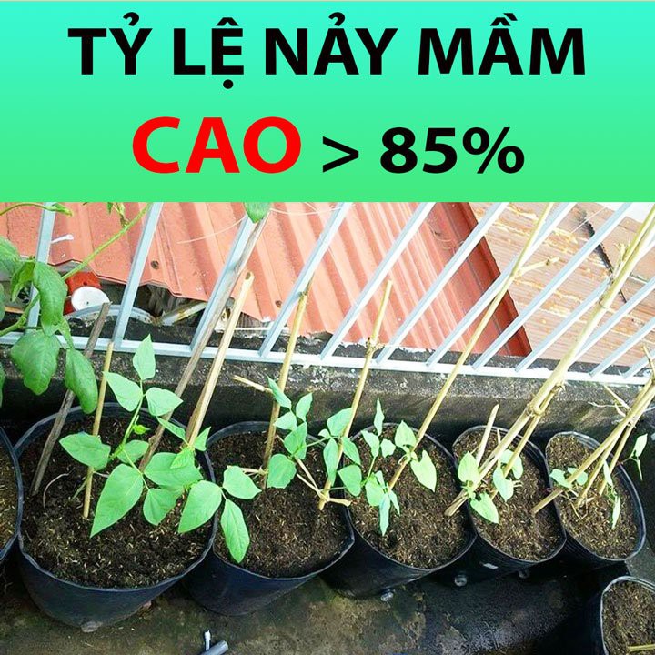 Hạt Giống Đậu Đũa Xanh Ngọt, Cao Sản 10gam