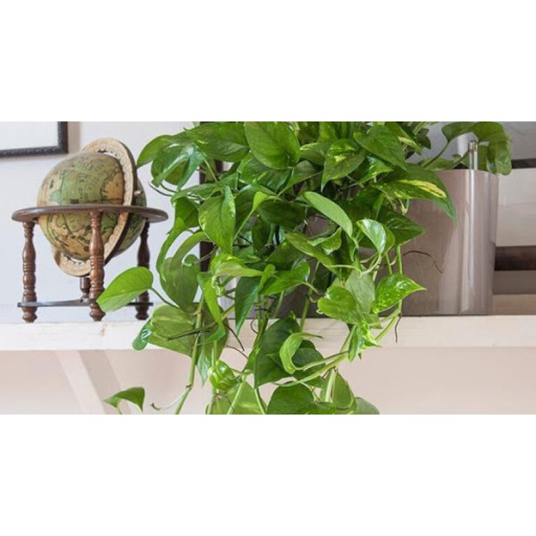 Cây Trầu Bà Leo