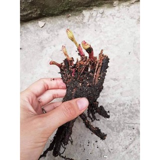 Combo 50 củ hoa mẫu đơn