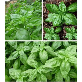 Hạt giống rau Húng tây F1 { gói 1gram }