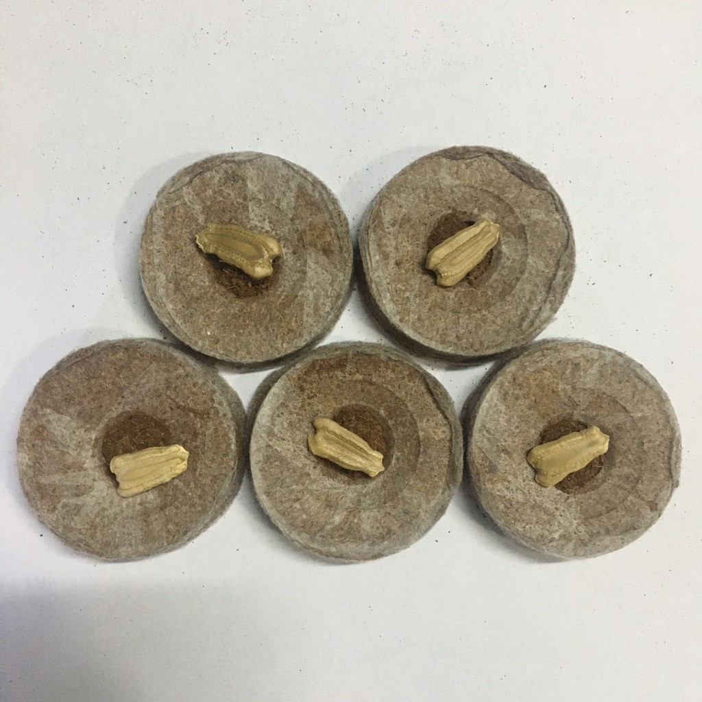 Hạt Giống Bầu Xị Cao Sản Siêu Trái