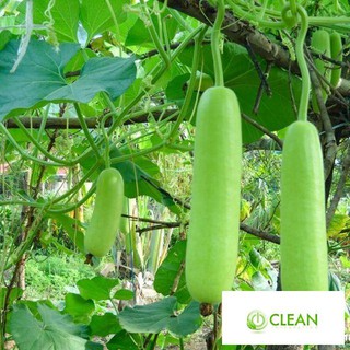 Hạt giống Bầu SAO Lai hạt chất lượng