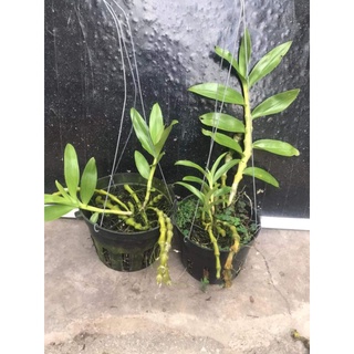 Cây giống Lan Trúc phật bà