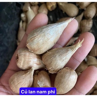 Củ giống hoa lan Nam phi