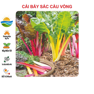 Hạt giống cải cầu vồng - cải 7 sắc 50 hạt