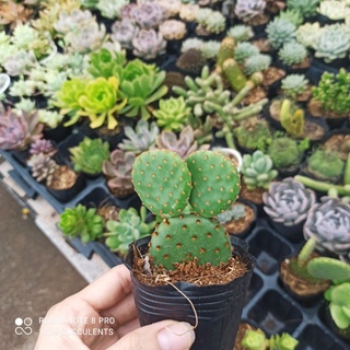 Xương rồng tai chuột Mickey