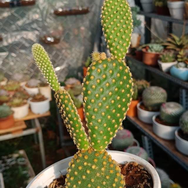 Cây xương rồng tai thỏ