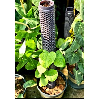 Trụ leo bằng nhựa cứng cho cây trầu bà