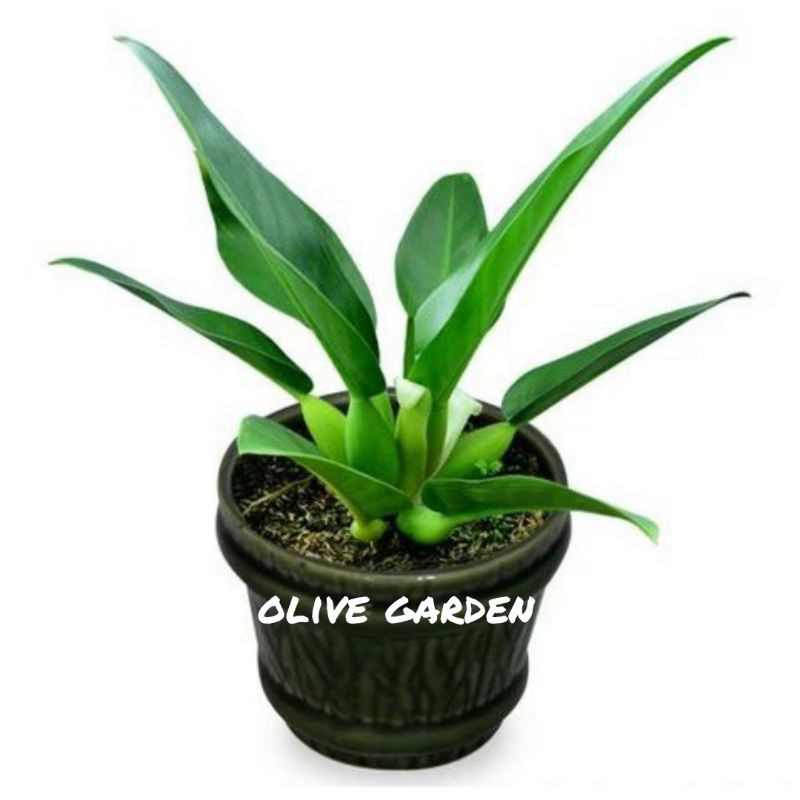 Mô hình chú ếch trong philo Hyacinth