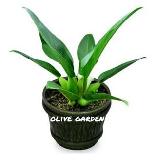 Mô hình chú ếch trong philo Hyacinth