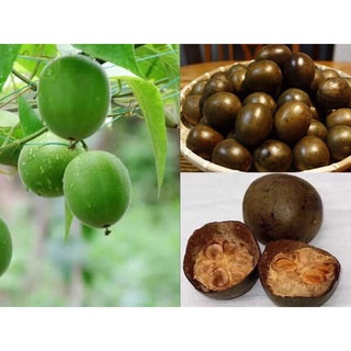 La Hán - 1 Quả