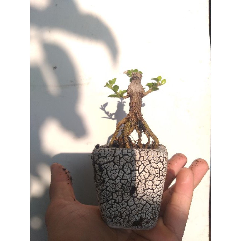 Sam hương mini Bonsai