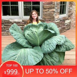 [ Siêu Rẻ ] Hạt giống bắp cải khổng lồ F1 Nhập khẩu Mỹ - 20 hạt