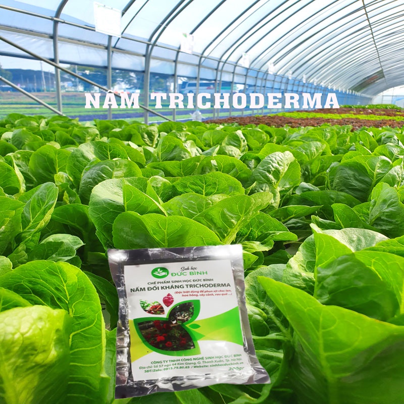 Nấm Đối Kháng Trichoderma Bacillus dùng phun xịt cho hoa lan, hoa hồng  kiểm soát nấm bệnh, hạn chế vàng lá... gói 200gr