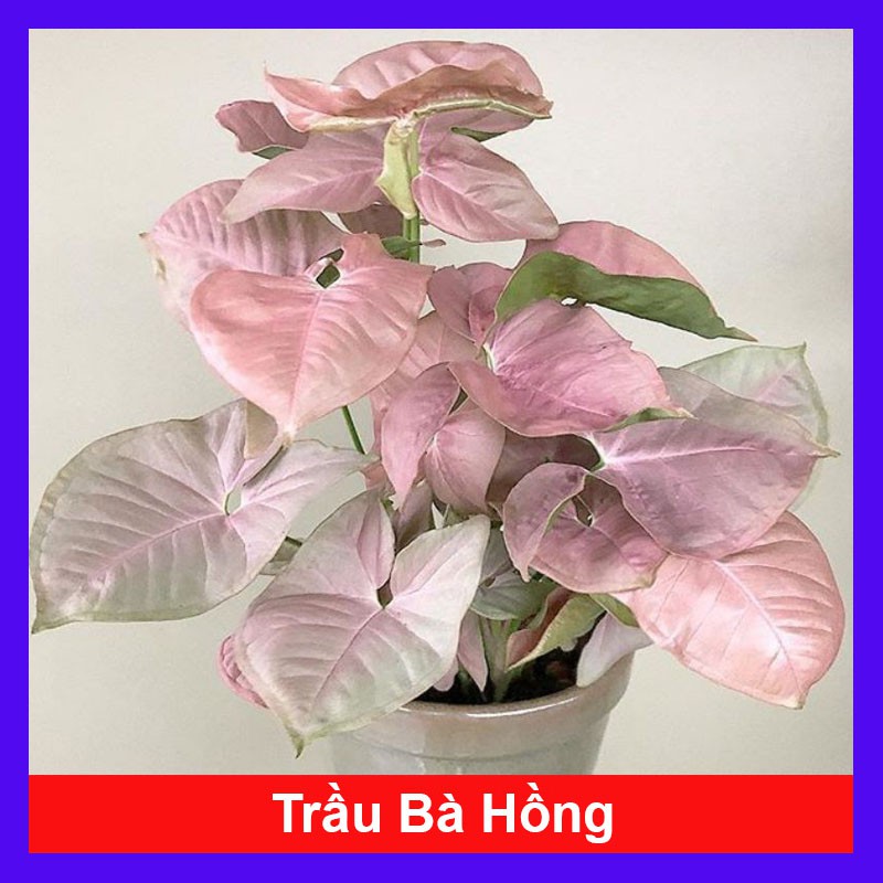 Cây Trầu Bà Hồng - Cây cảnh mini để bàn + Tặng phân bón cho cây