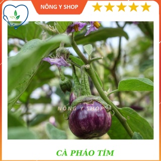 Hạt giống cà pháo tím rạng đông - rado 73