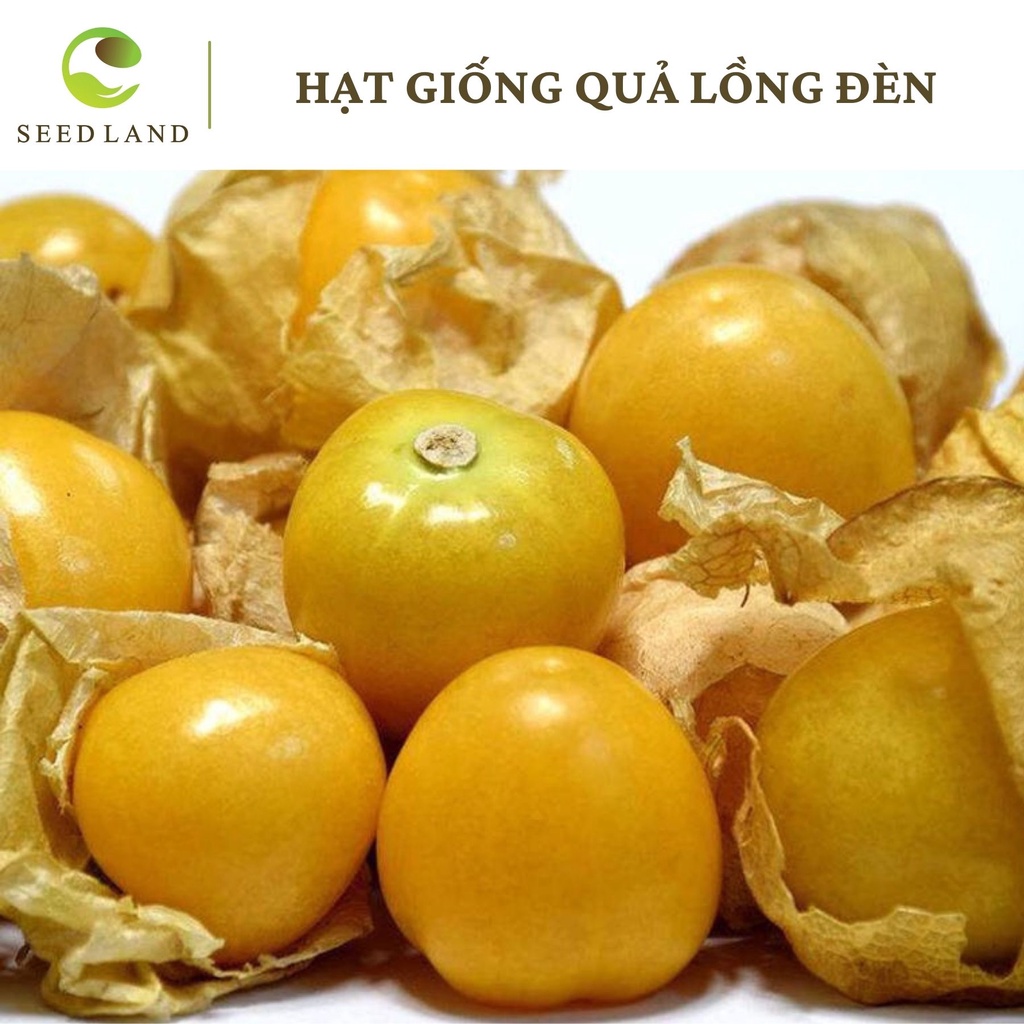 Hạt giống quả lồng đèn siêu ngọt, thù lù, tầm bóp - 20 hạt Seedland